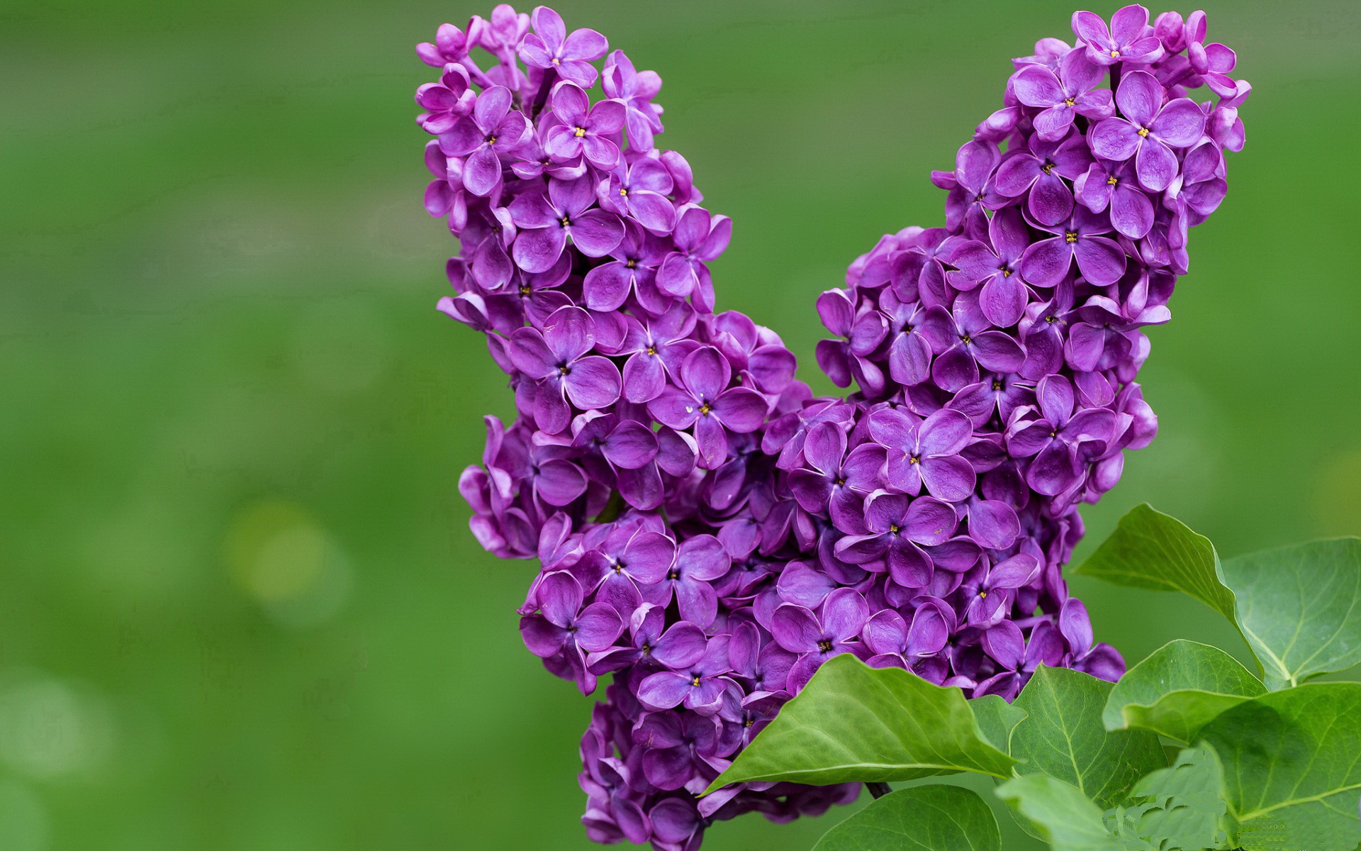 4-2-3-1阵型的应用让意甲高手纷纷获胜,意甲进攻型球队