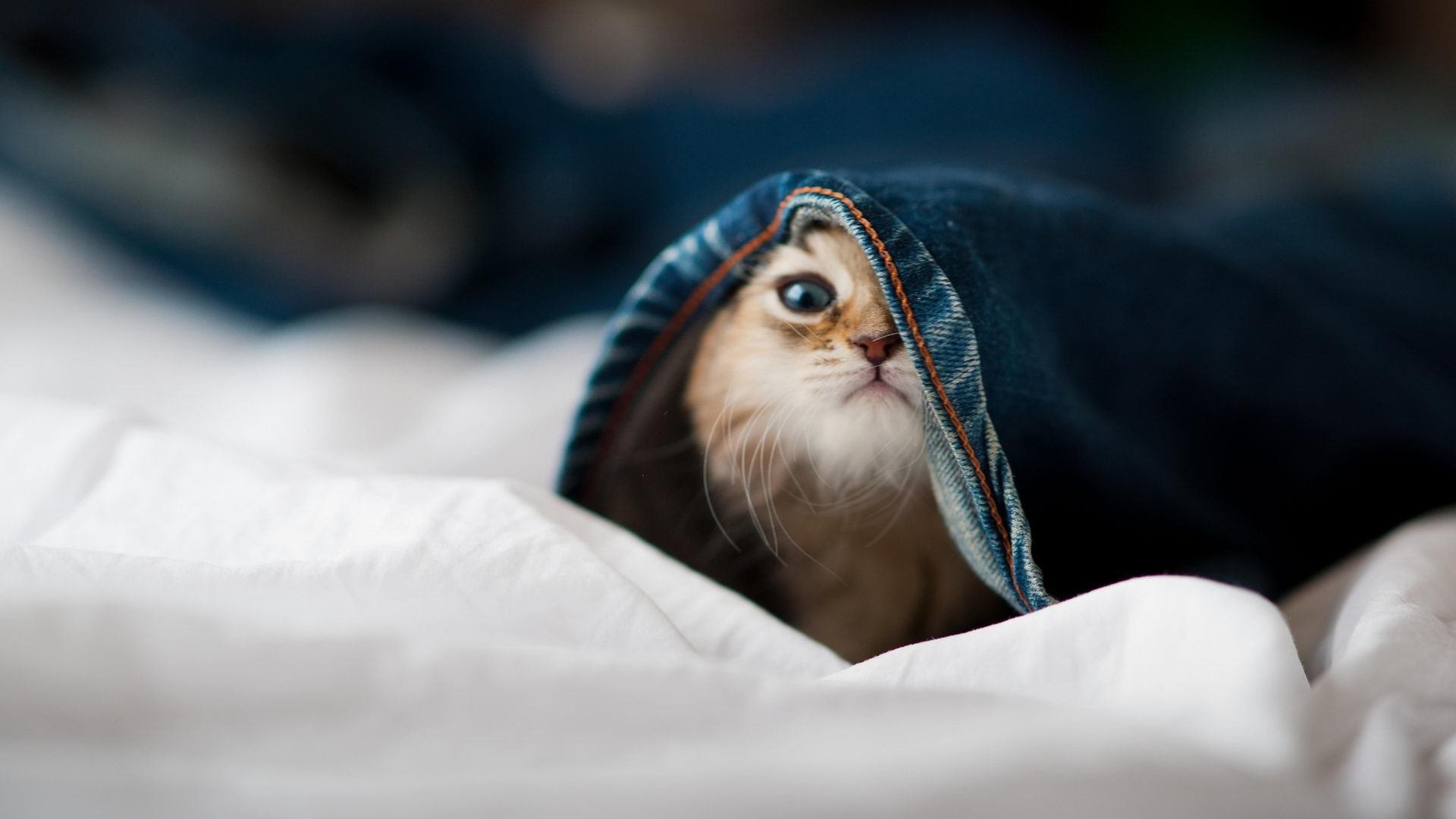 开云·体育官网-_双人舞结合：运动与舞蹈的完美结合比赛_，体育舞蹈的双人配合