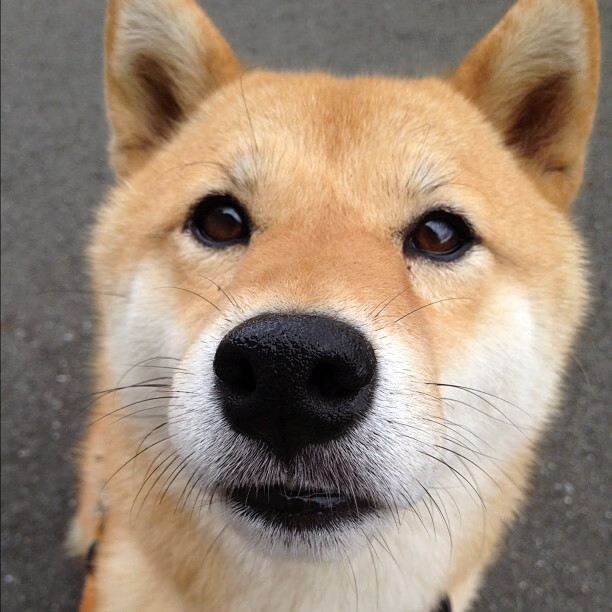 开云官网APP下载-意大利男子篮球队获得铜牌，意大利男篮2021