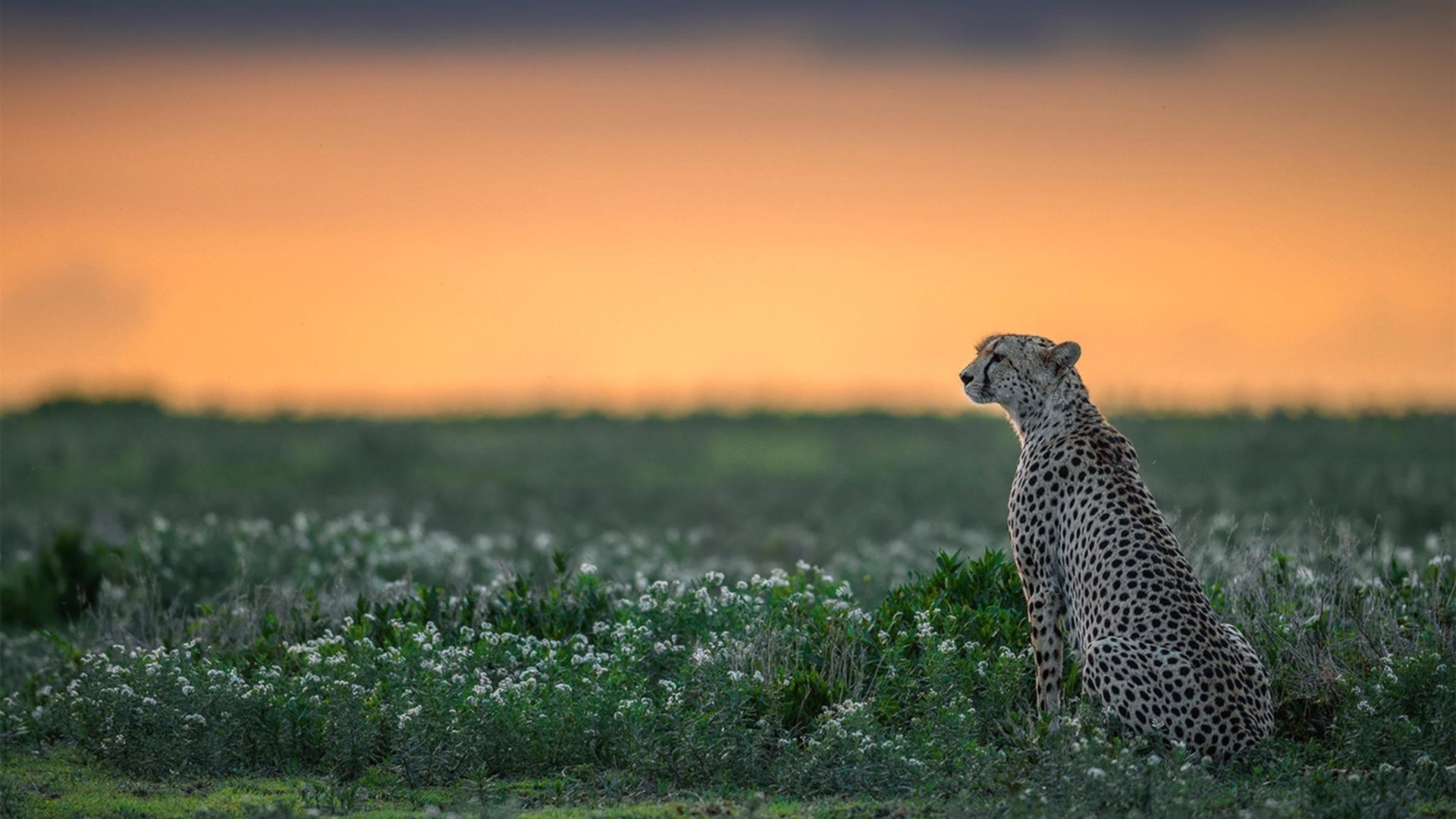 日本队力挫对手,成功晋级下一轮,日本队比赛
