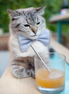 日本马术协会引入智能马鞍系统,实现实时数据监测与分析,提升骑乘体验。