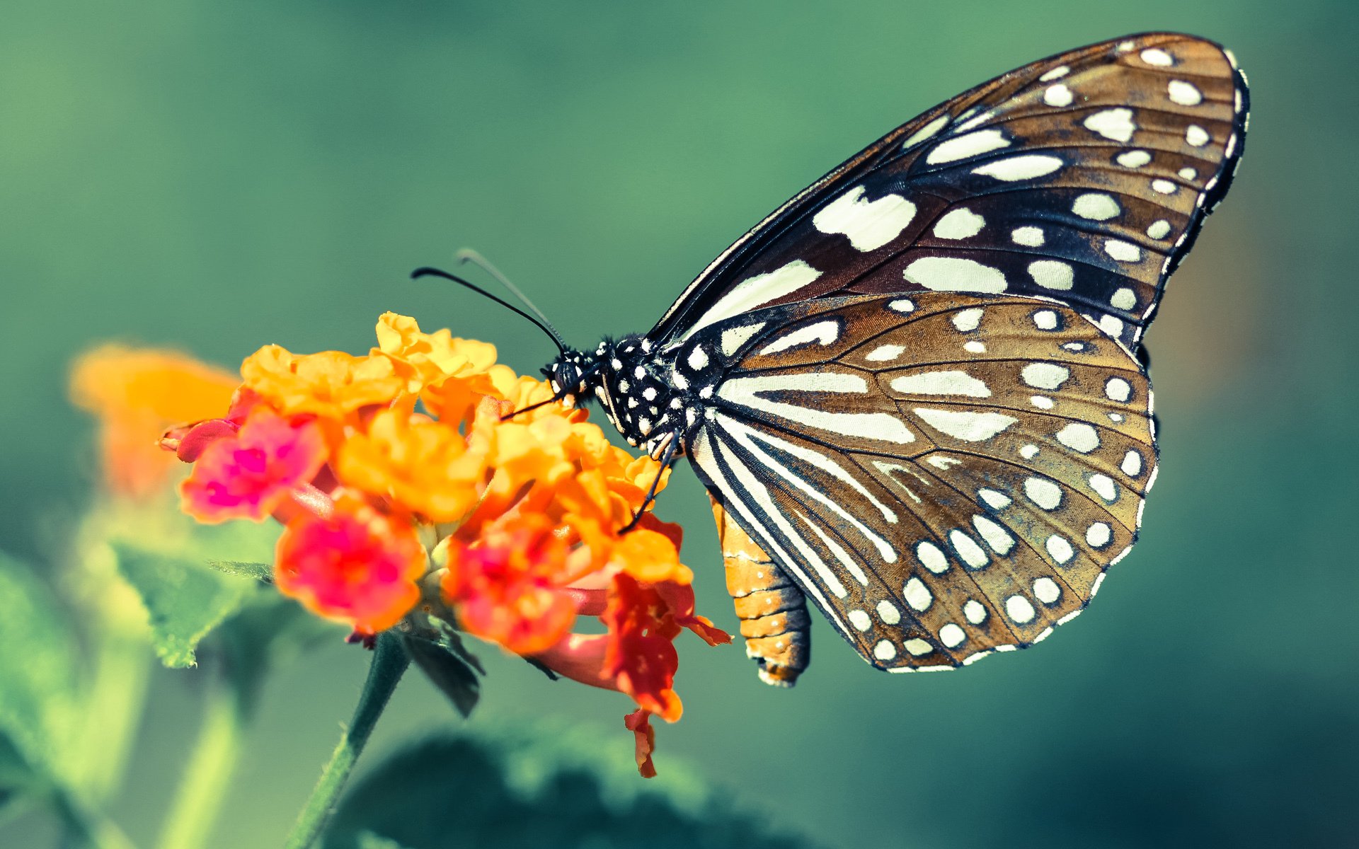 开云网站-葡萄牙队冷静应对，抵挡对手猛攻，葡萄牙队战况