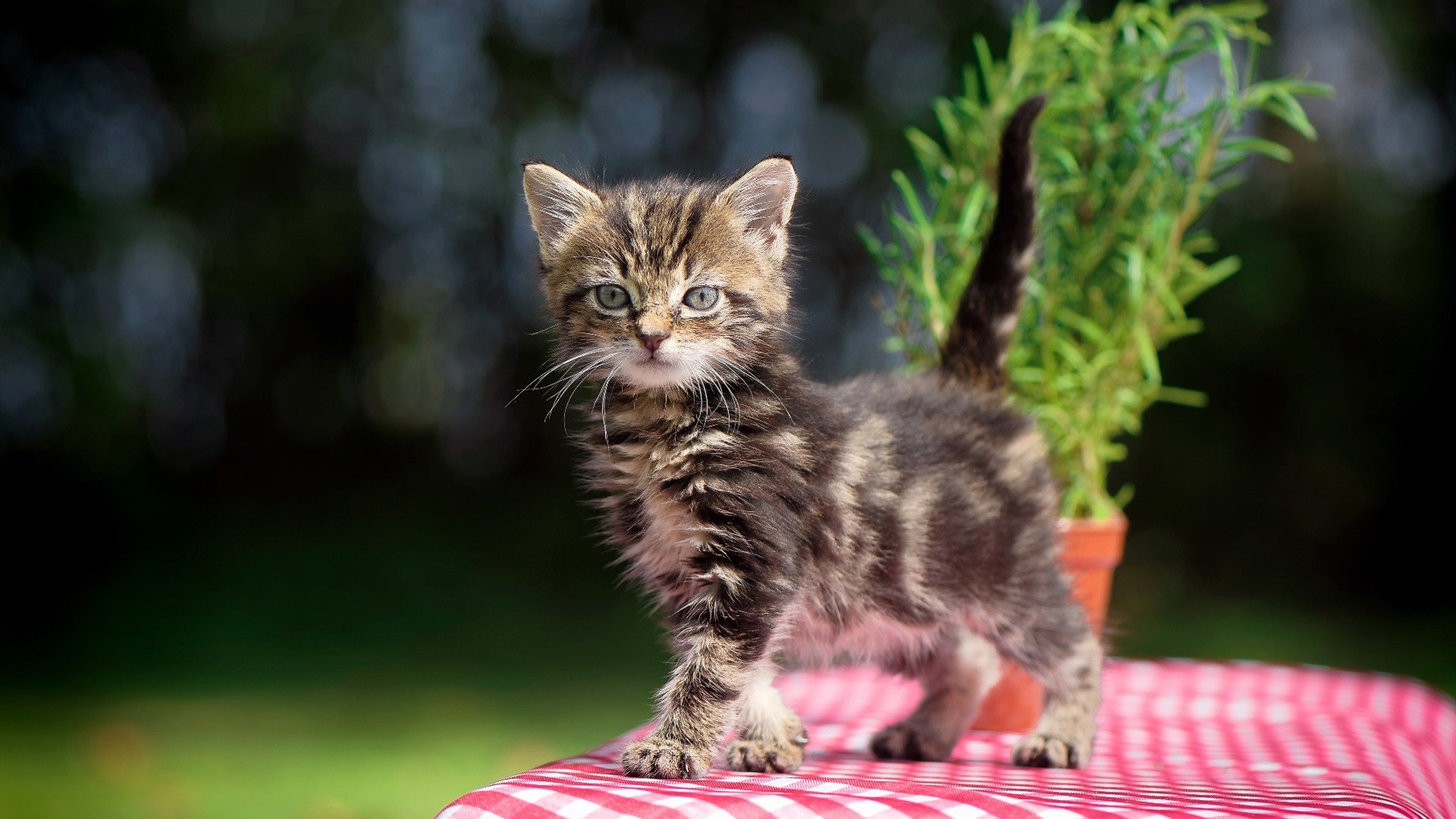 开云官方网站-葡萄牙女足队实力强劲，创造精彩绝伦，葡萄牙女球迷