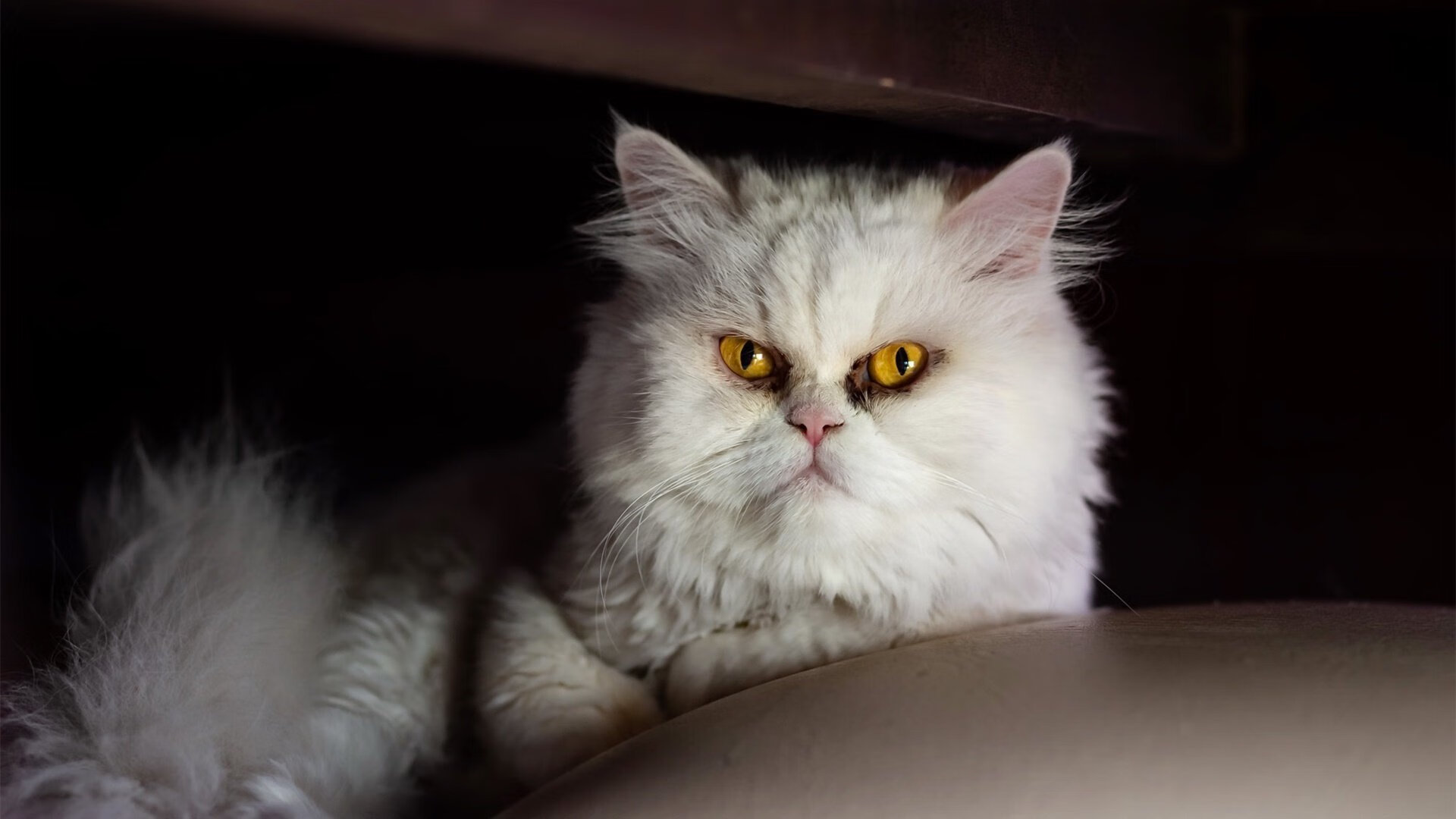 开云·体育官网-铃木车队宣布退出2025年MotoGP赛季，铃木车队motogp车手