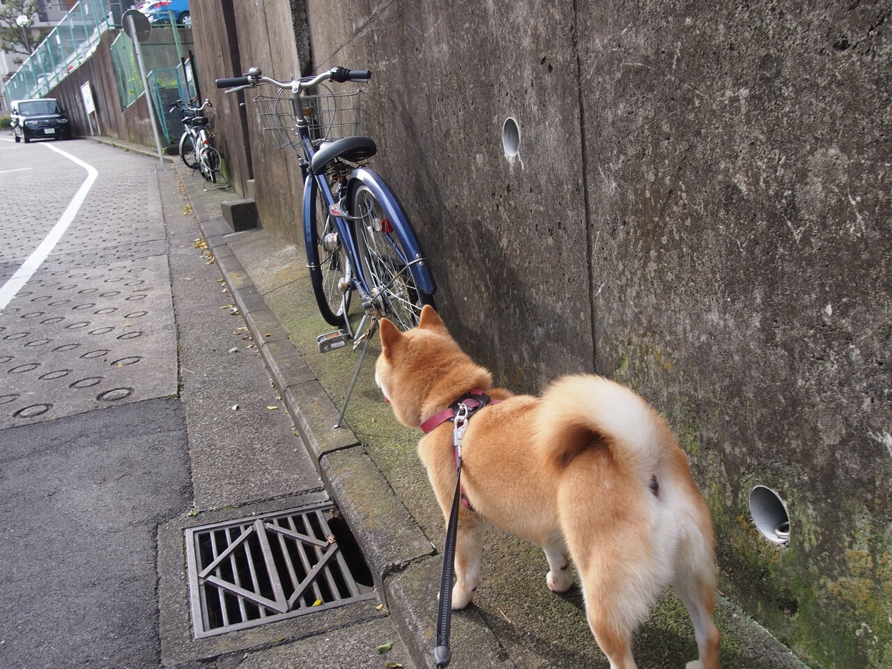 开云·体育官网-NBA赛季抢断数据总结，nba赛季抢断记录