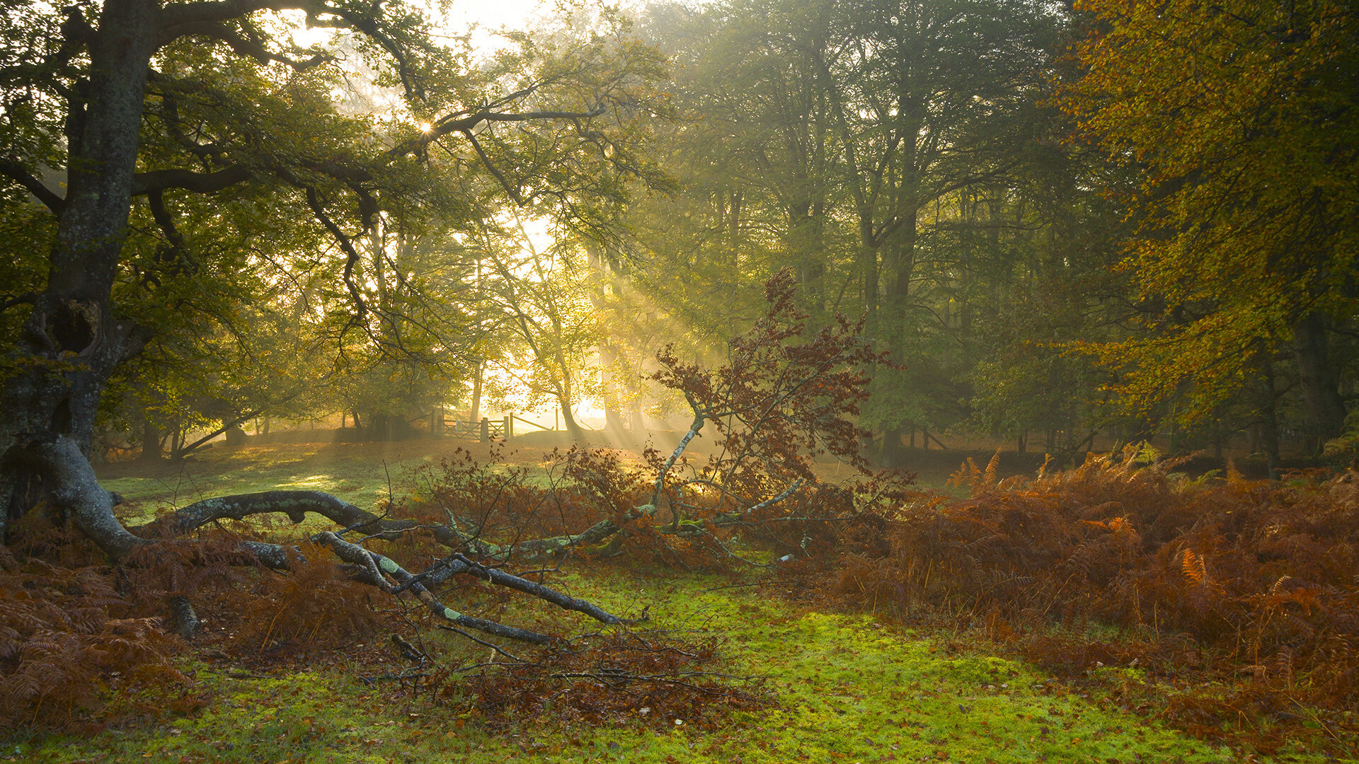 职业联赛鼓励数据分析师参与比赛策略制定过程,数据分析挑战赛