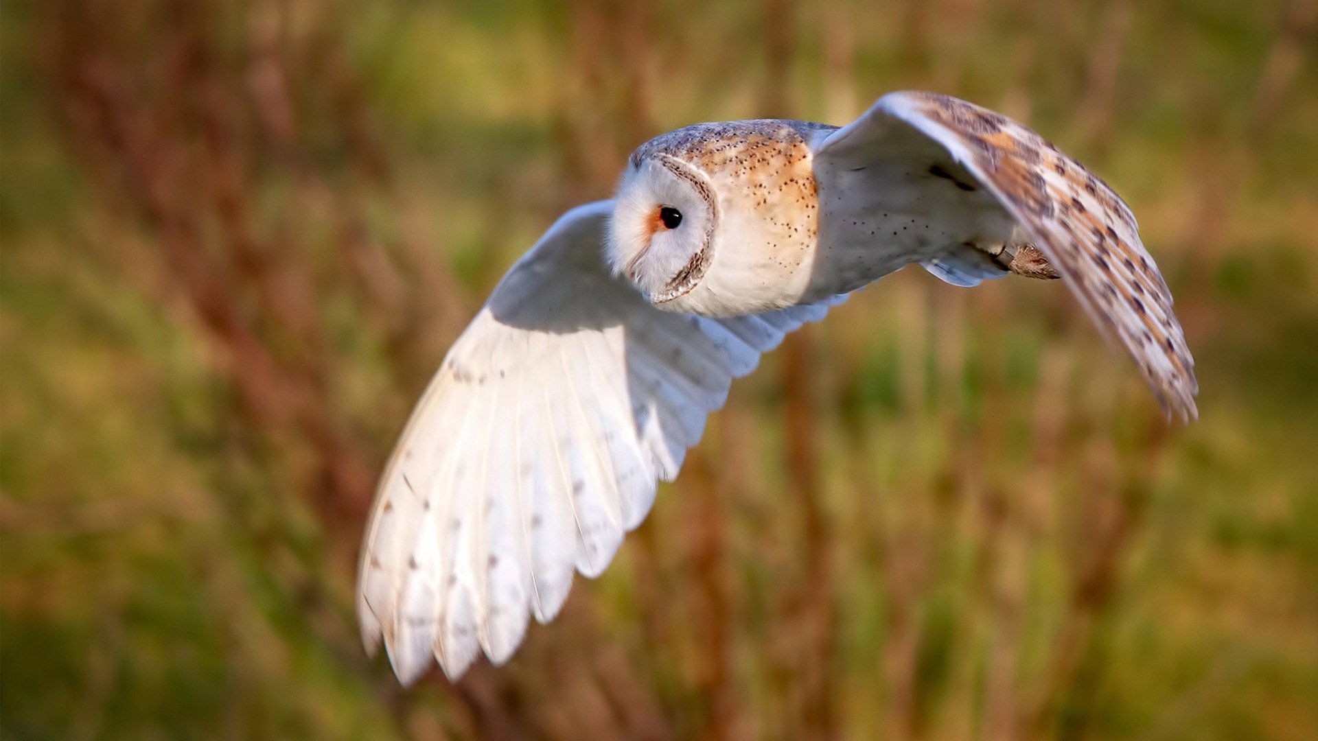 鹈鹕老将鼓励队内新秀保持自信迎接挑战，鹈鹕的新秀